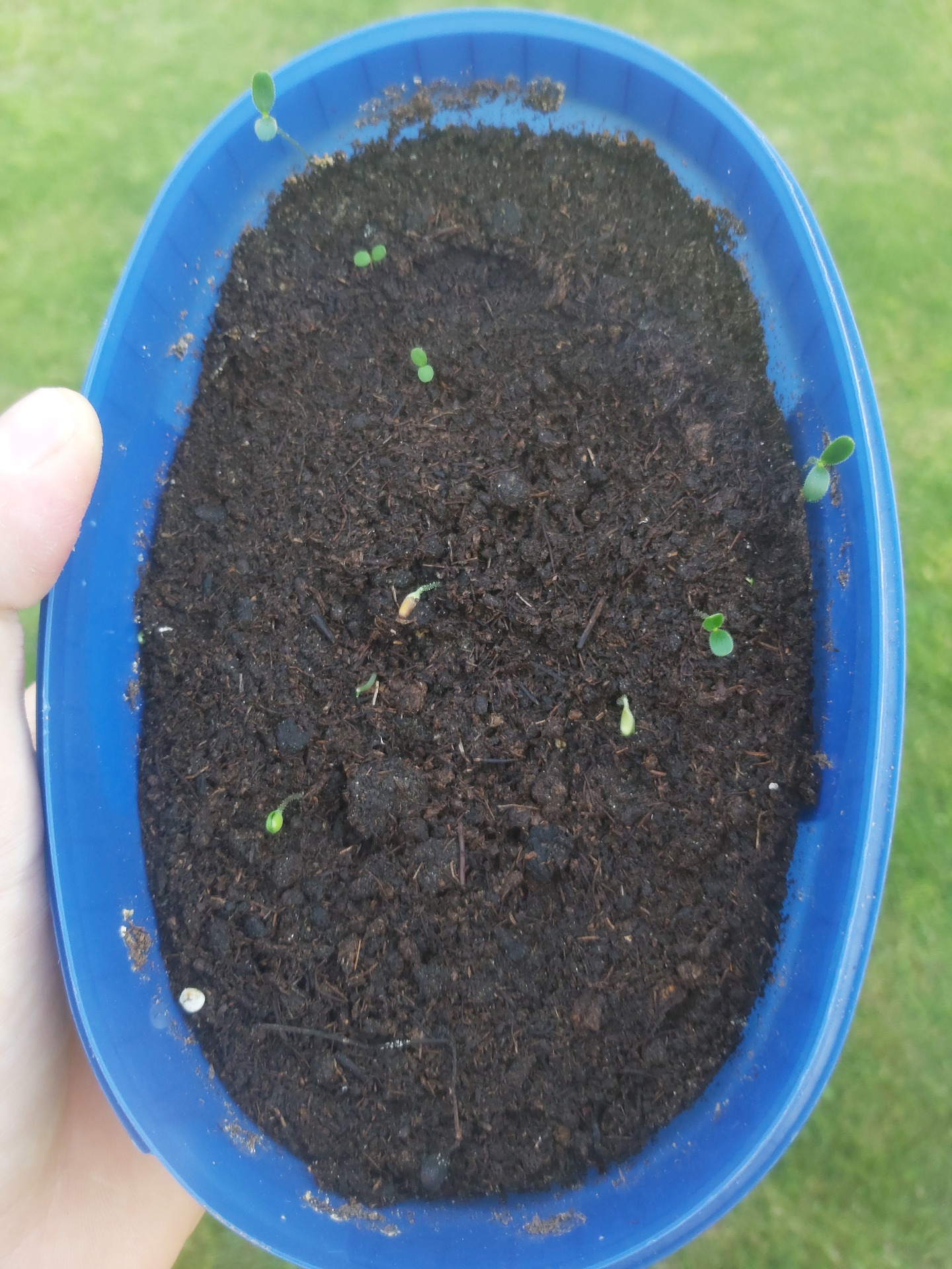 Klíčiace semená ruže šípovej (Rosa canina)