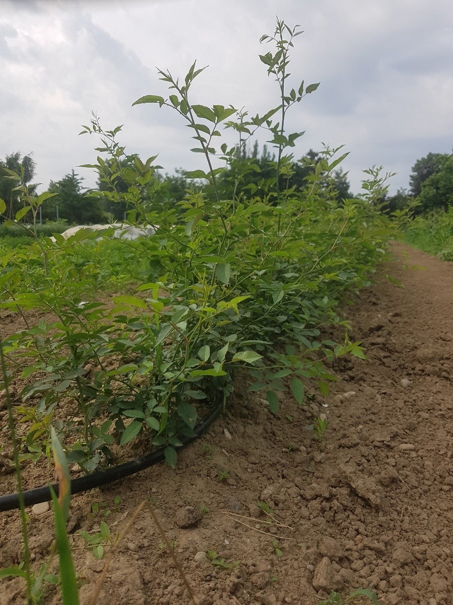 Rast podpníkov počas vegetácie