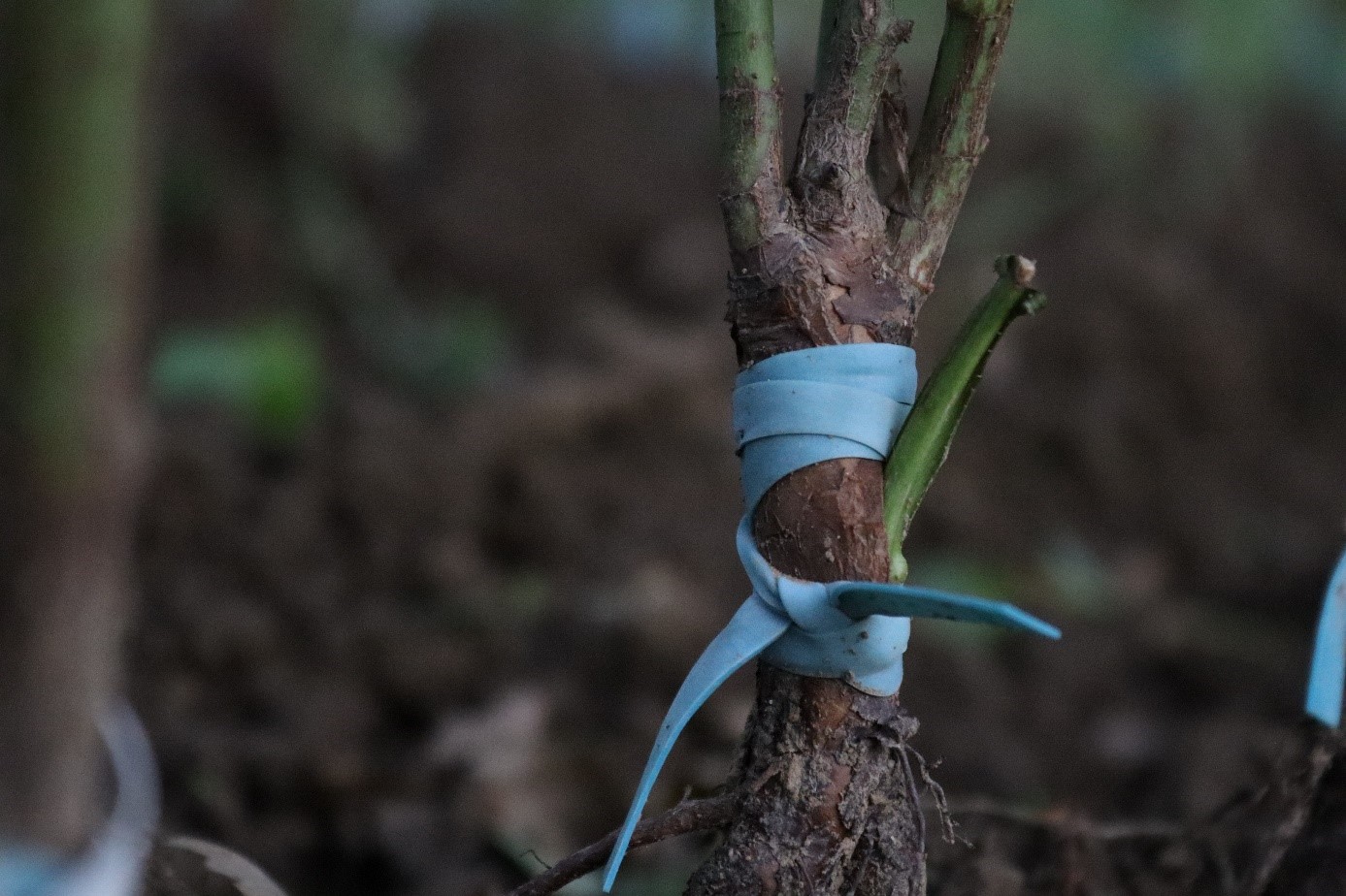 Naočkovaný podpník