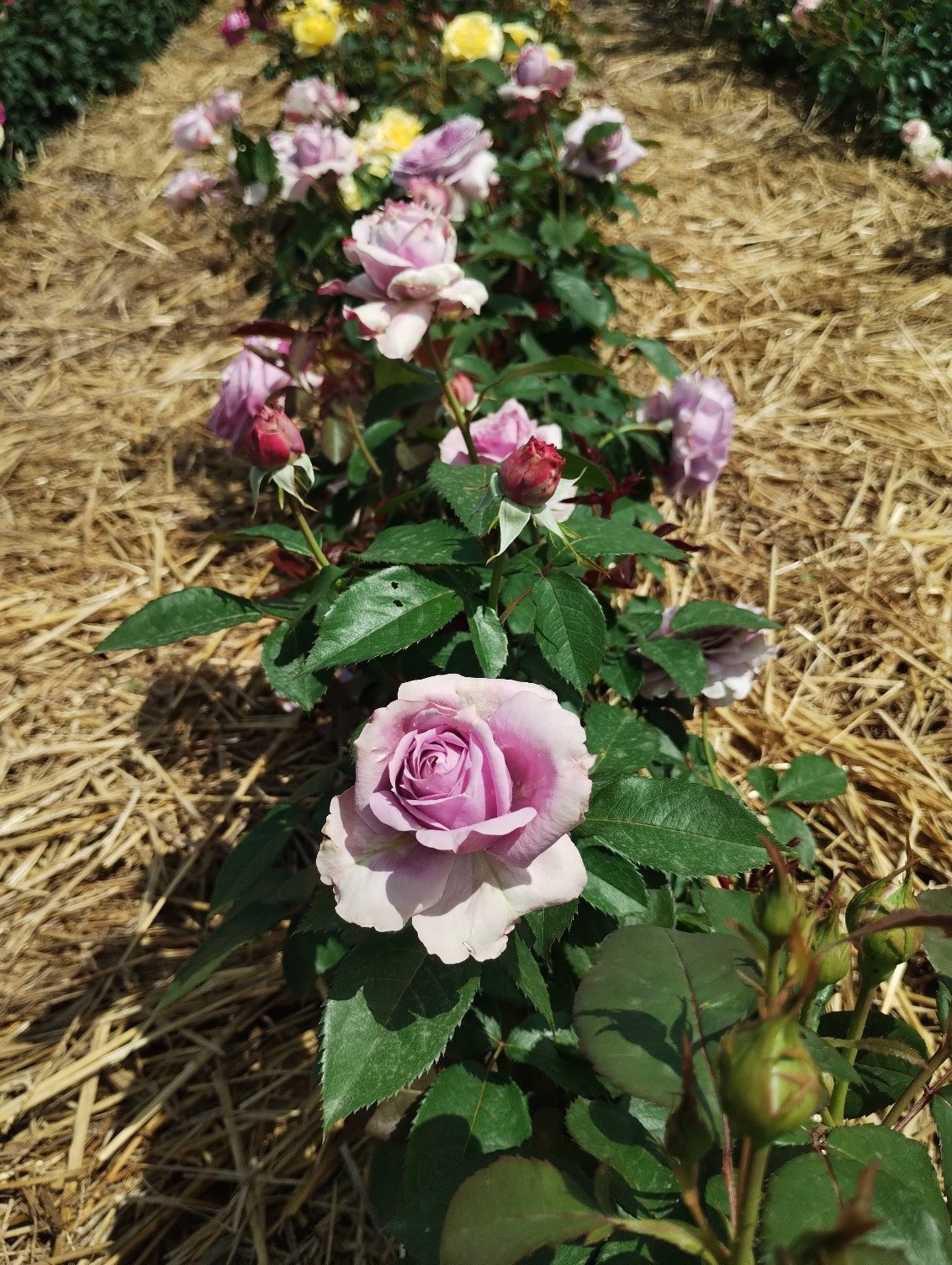 Zapestovávanie krov